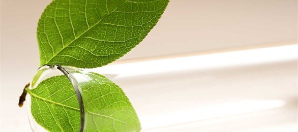 Nutrition des plantes